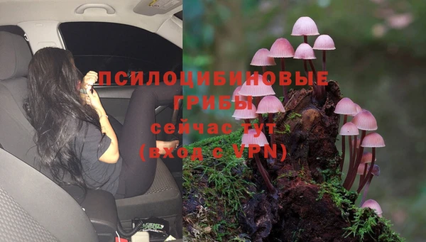 сатива Белокуриха